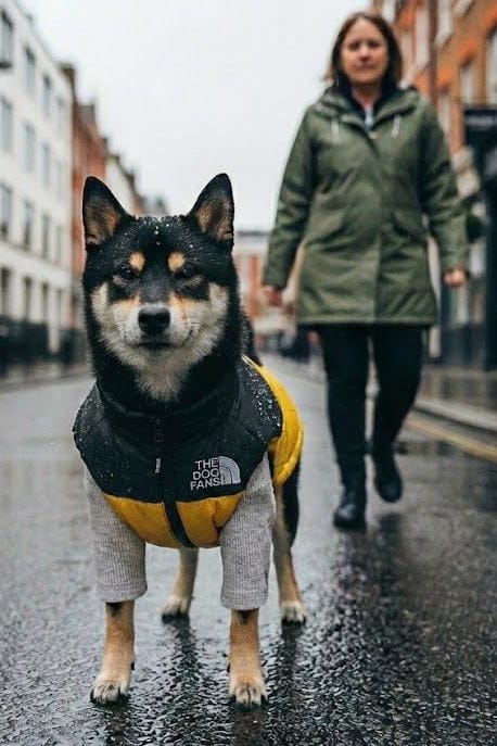 Waterproof Dog Coat Teddy