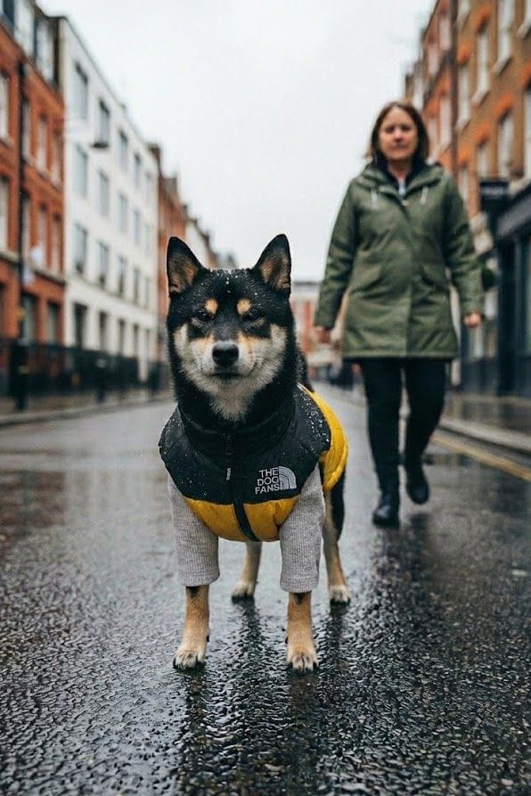 100% Waterproof Dog Coat - No Leaks, Even in Heavy UK Rain